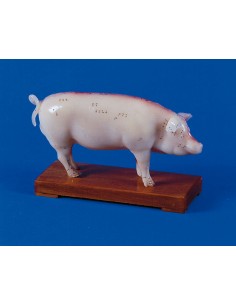 Agopuntura del maiale,...