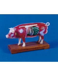 Agopuntura del maiale,... 2