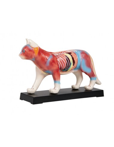 Agopuntura del gatto, modello per...