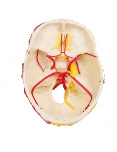 Erler Zimmer, modello... 2