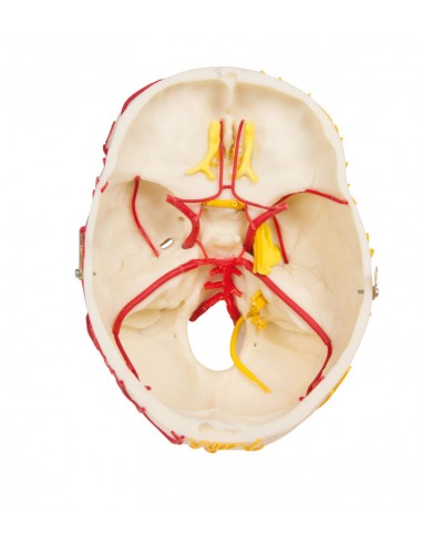 Erler Zimmer, modello anatomico di...