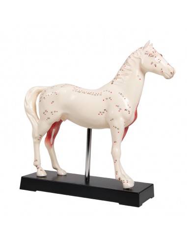 Agopuntura del Cavallo, modello per...