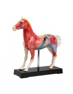 Agopuntura del Cavallo,... 2