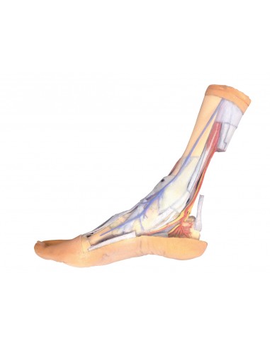 Strutture superficiali e profonde... Strutture superficiali e profonde...