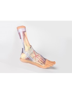 Strutture superficiali e... 2