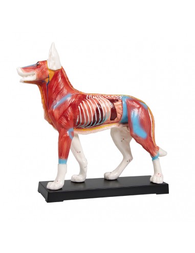 Agopuntura del Cane, modello per...