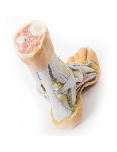 Dissezione superficiale e profonda... Dissezione superficiale e profonda...