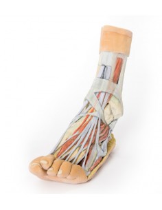 Dissezione superficiale e... 2