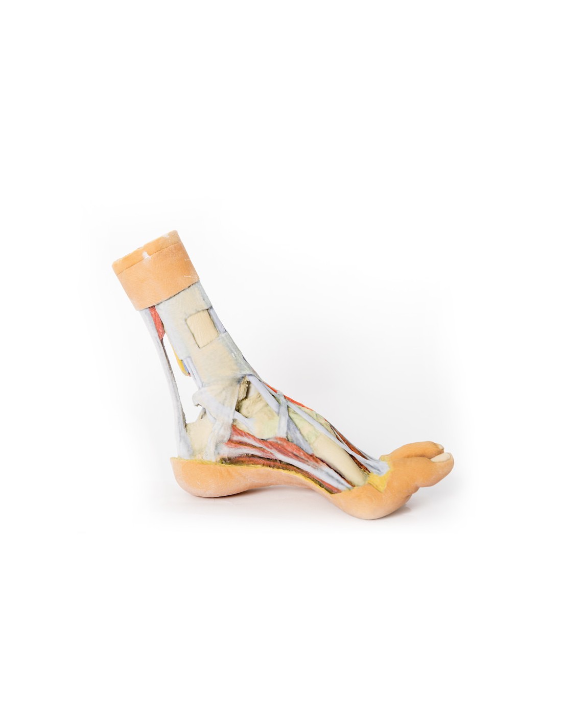 Dissezione superficiale e profonda... Dissezione superficiale e profonda...