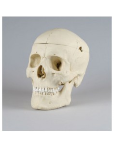 Erler Zimmer, modello... 2