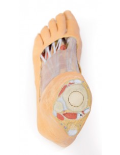 Strutture della superficie...