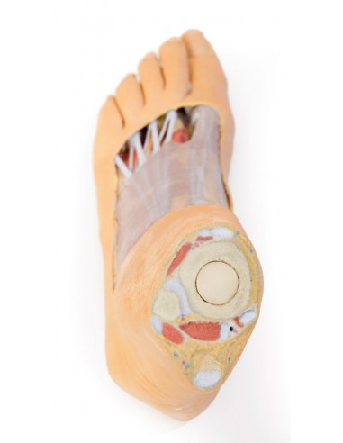 Strutture della superficie plantare... Strutture della superficie plantare...