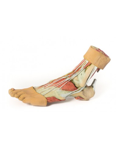 Strutture della superficie plantare... Strutture della superficie plantare...