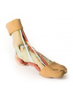 Strutture della superficie... 2