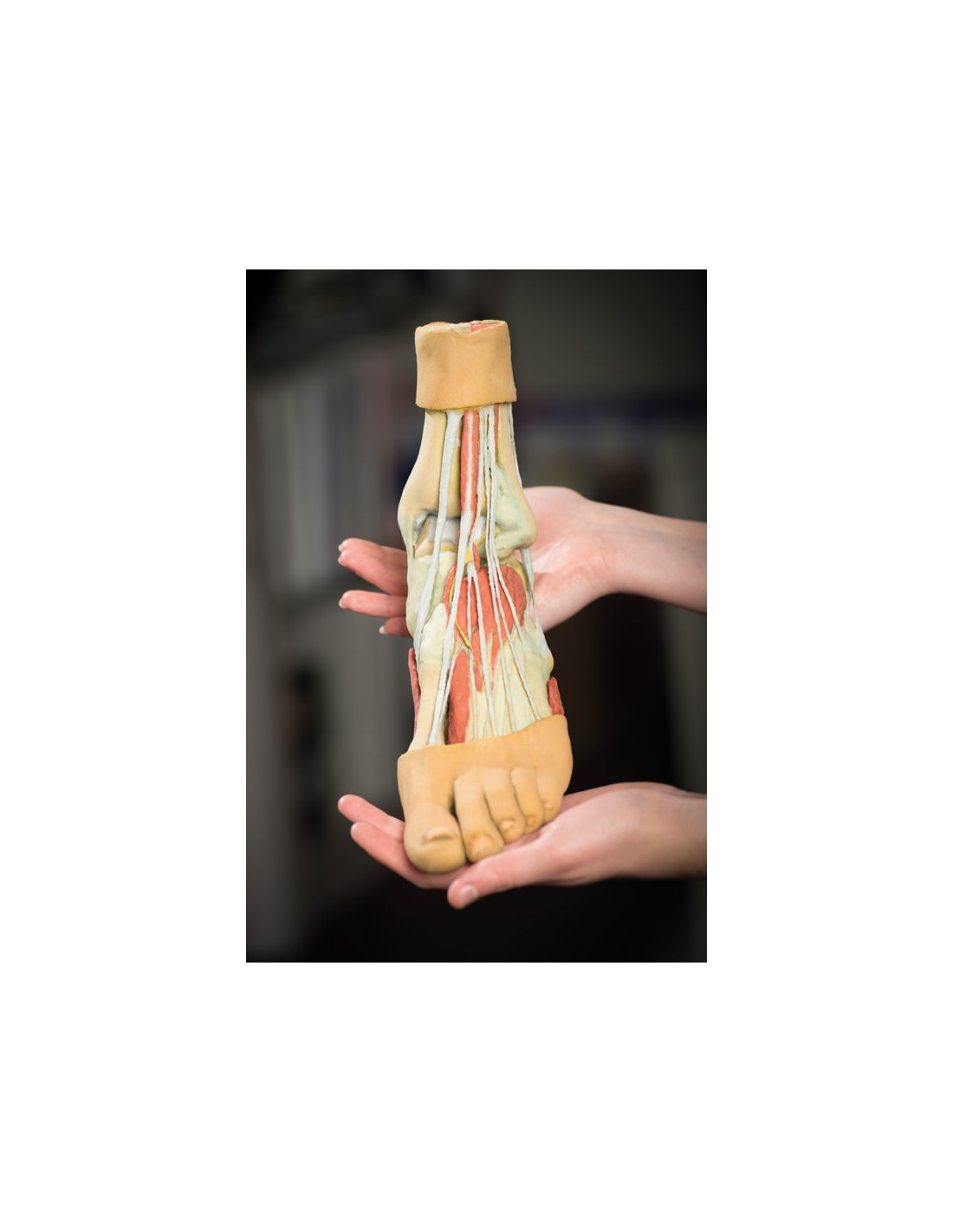 Strutture della superficie plantare... Strutture della superficie plantare...