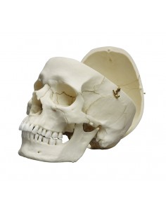 Erler Zimmer, modello...