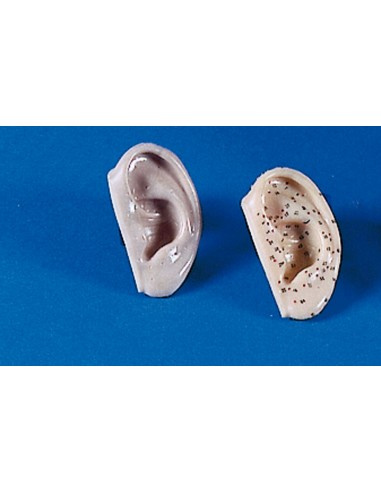 Orecchio per agopuntura cinese,...