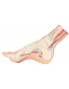 Dissezione del piede in...