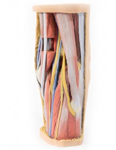 Dissezione profonda della...