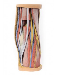 Dissezione profonda della... 2