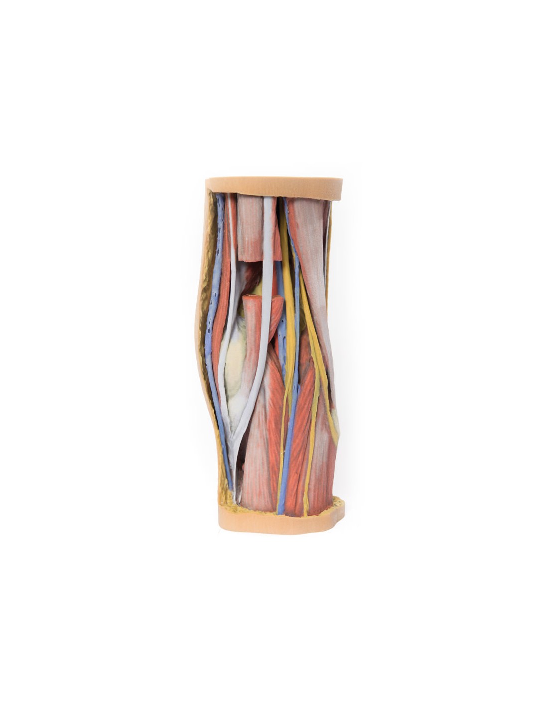 Dissezione profonda della Fossa... Dissezione profonda della Fossa...