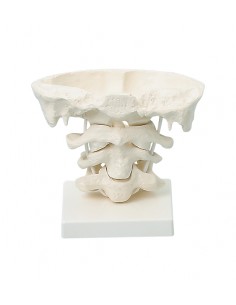 Erler Zimmer, modello di...