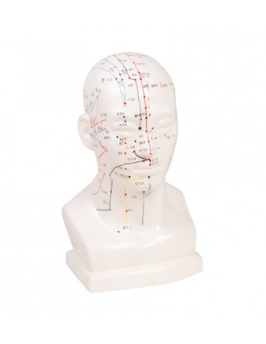 Testa per agopuntura cinese, modello...