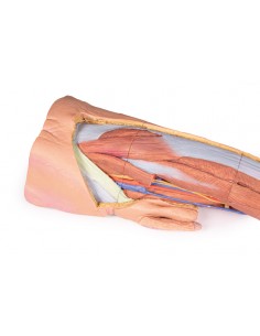 Dissezione superficiale... 2