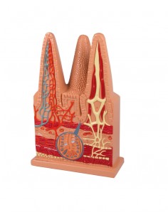 Erler Zimmer, Villo...