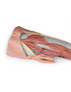 Dissezione superficiale... 2