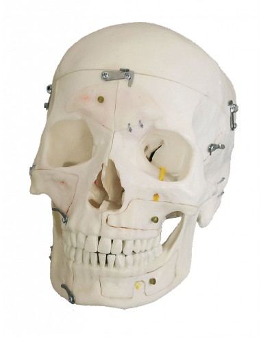 Erler Zimmer, modello anatomico di...