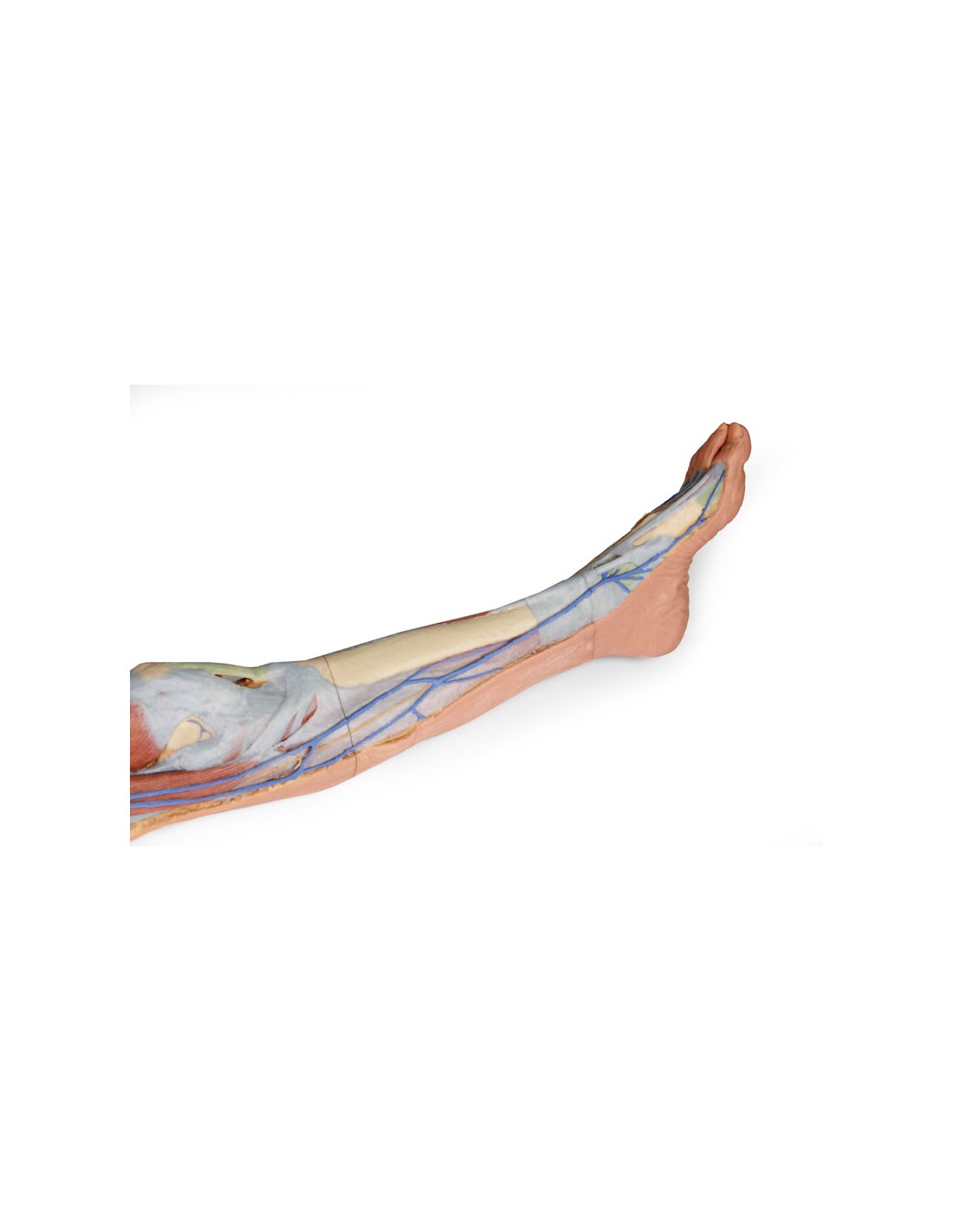 Dissezione superficiale dell'arto... Dissezione superficiale dell'arto...