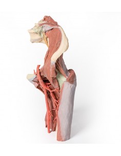 Dissezione profonda del...