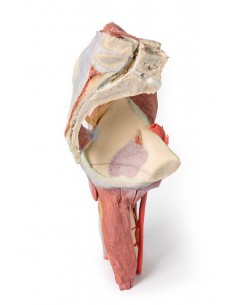 Dissezione profonda del... 2