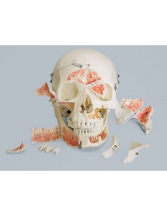 Erler Zimmer, modello... 2