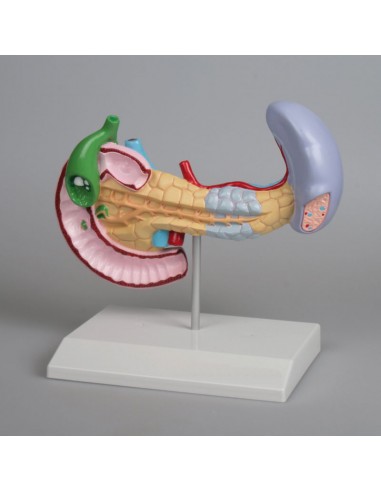 Erler Zimmer, Modello di patologie di...