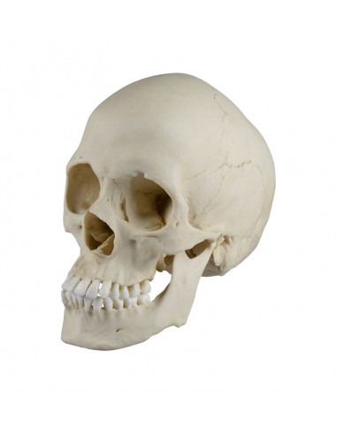 Erler Zimmer, modello anatomico di...