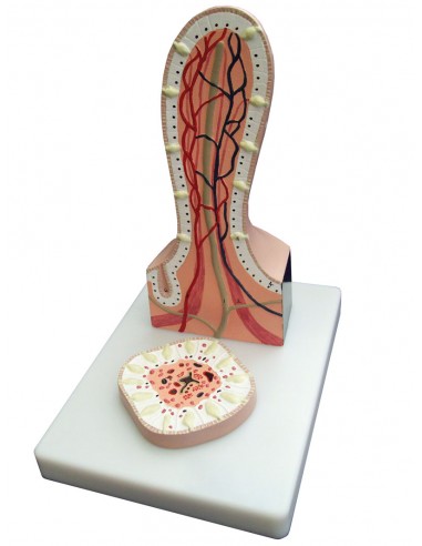 Erler Zimmer, Sezione del Villo...