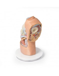 Dissezione profonda... 2