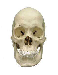 Erler Zimmer, modello... 2