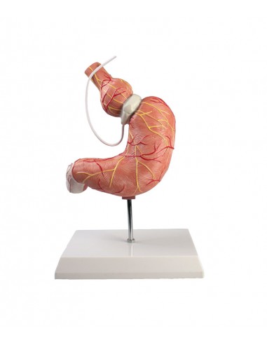 Erler Zimmer, modello anatomico di...