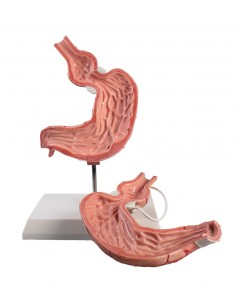 Erler Zimmer, modello... 2