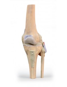 Articolazione del...