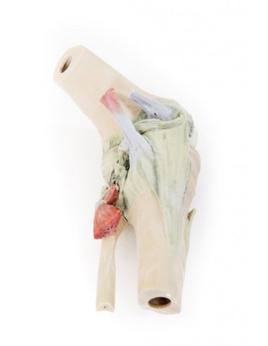 Articolazione del ginocchio, flessa -... Articolazione del ginocchio, flessa -...