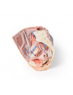 Dissezione del Bacino... 2