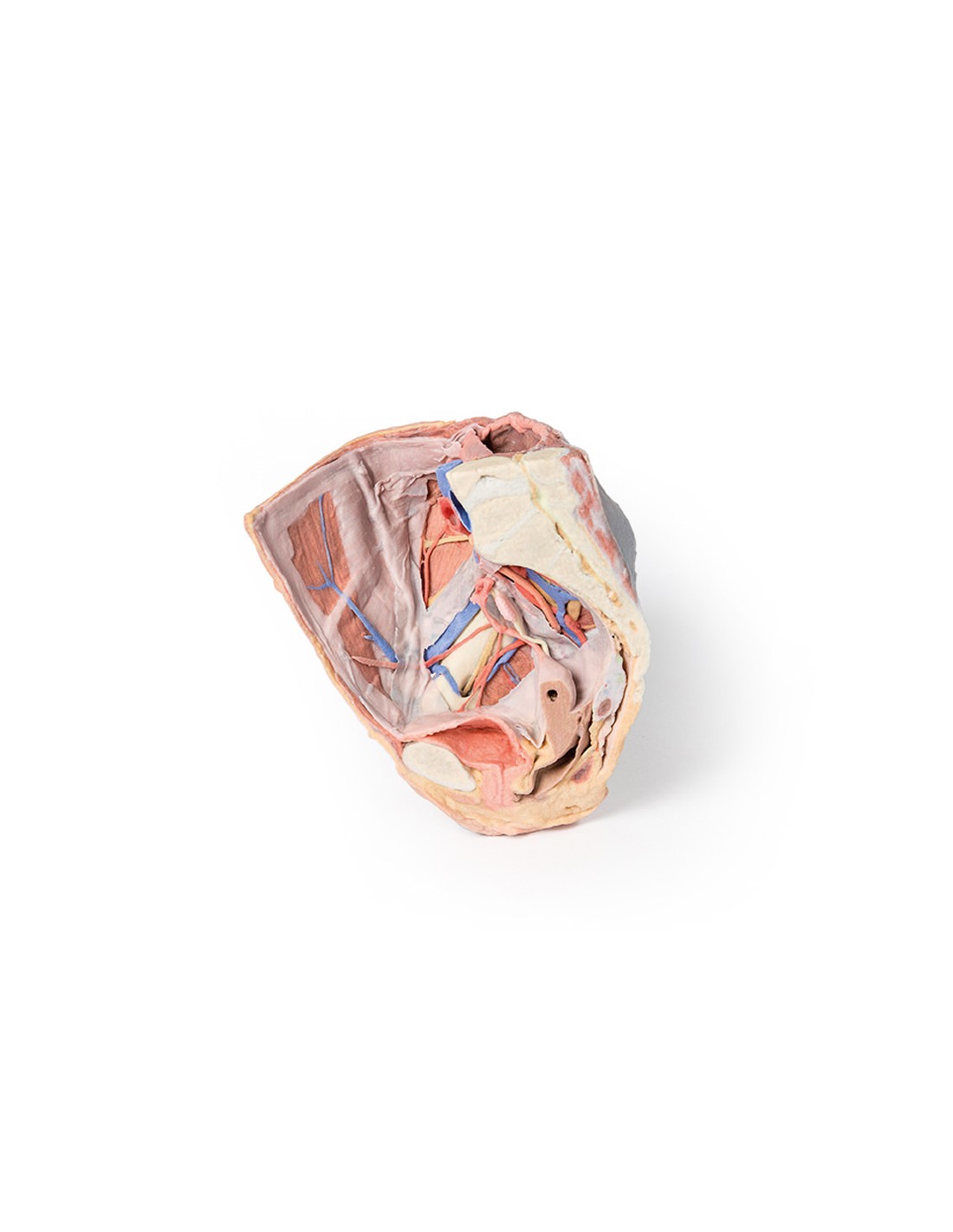 Dissezione del Bacino destro... Dissezione del Bacino destro...