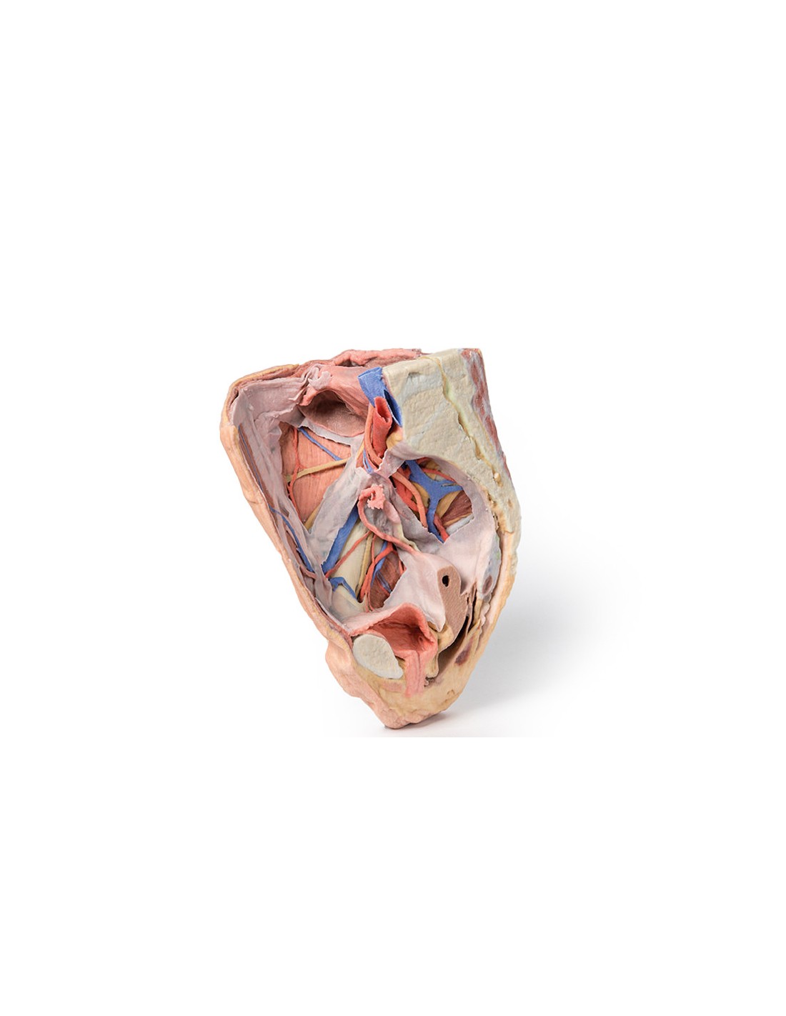 Dissezione del Bacino destro... Dissezione del Bacino destro...