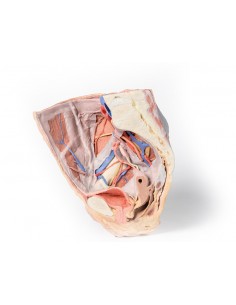 Bacino destro femminile:...