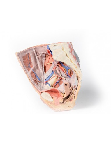 Bacino destro femminile: strutture... Bacino destro femminile: strutture...