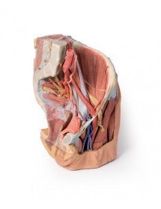 Bacino sinistro femminile e... 2